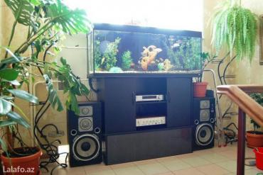 akvarium lampa: Akvarium-şkaf, 1000 l — 6
