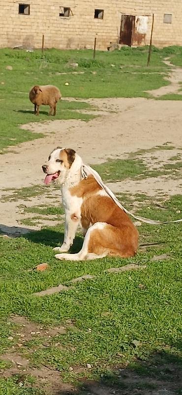 İtlər: Alabay, 3 il, Dişi, Peyvəndli — 2