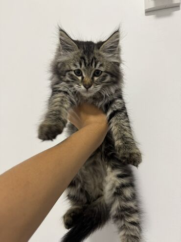 мышык аты: Мейн-кун, 2 айлык, Ургаачы, Боз, Лотокко барууга үйрөтүлгөн, Эмделген