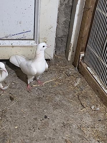 goyercinler: Salam. ağ ərkeydi 14,15 tük olmalıdır. qiymət sondur qızğında ərkeydi — 1