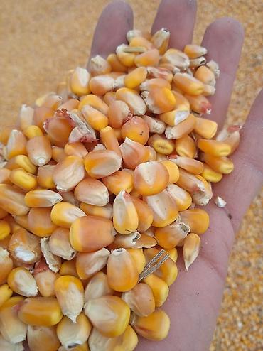 Кукуруза 🌽🌽 жугору
чистый сухой в мешках и россыпью 
с доставкой