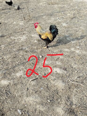 Xoruzlar: Hər cürə xoruzlar var ustunde qiymətləri var Təsvir: - Şəkillərdə — 9