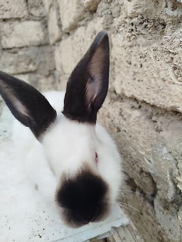 Dovşanlar: Kalfor dovsanlar temiz qan — 15