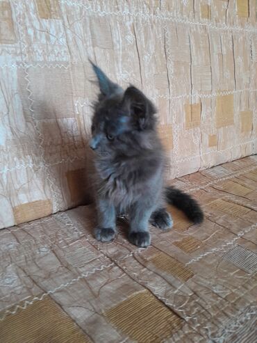 отдам котят: Мейн-кун, 1 месяц, Мальчик, Голубой, Приучена к лотку