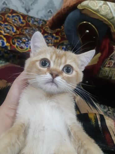 британская кошка рыжая: Британская короткошёрстная, 2 месяца, Мальчик, Золотая шиншилла, Приучена к лотку, Проглистована, С документами