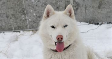 пекинес цена: Лайка, 10 месяцев, Самка