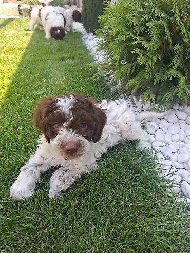 Psi: Lagotto Romagnolo – rezervacija stenaca Dostupno novo leglo pasa rase — 3