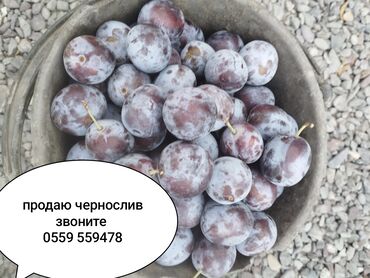 бу кровать купить: Продаю чернослив оптом и в розницу, находится в Беловодском с.Заря