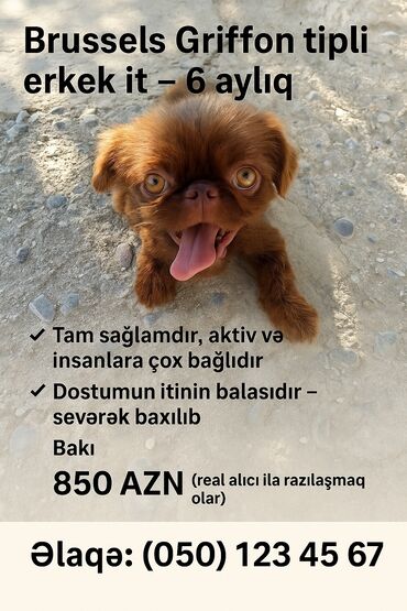 İtlər: Pekines, 6 ay, Erkek — 8