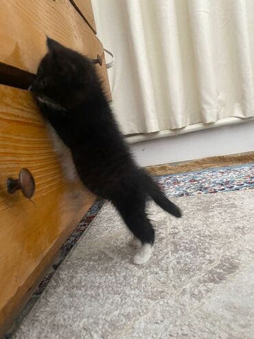 веслоухий кошка: Кошка 7 месяцев брали двухмесячного домашняя, к лотку приучена