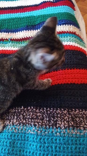 Pişiklər: Tabbi, Erkək — 8