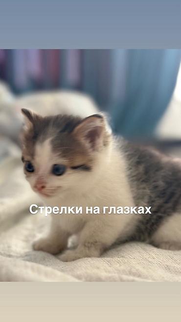 голуби птицы животный: Котёнок с необычными «стрелками» у глаз — бело-тигровый окрас, большие — 2