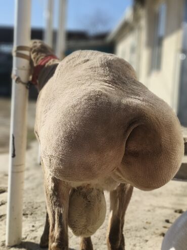 Бараны, овцы: Продаю | Овца (самка) | Эдильбаевская | Для разведения | Племенные — 8