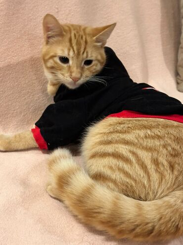 Pişiklər: Her biri pulsuz yaxsi ailelere sahiblendirilir. temiz ev piwikleridir — 9