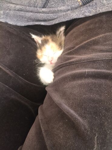 котенка в добрые руки: Кошка даром: Беспородная, 3 месяца, Девочка, Приучена к лотку, Проглистована