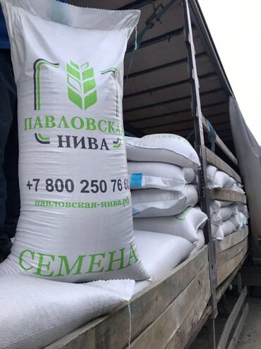 семена экспорсет: АРПА ВАКУЛА / ЯЧМЕНЬ ВАКУЛА Ячмень яровой Общая характеристика at lalafo.kg семена экспорсет: АРПА ВАКУЛА / ЯЧМЕНЬ ВАКУЛА Ячмень яровой Общая характеристика