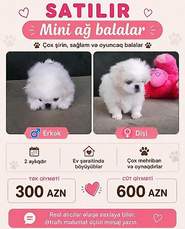 mini spitz: 2 ay — 1