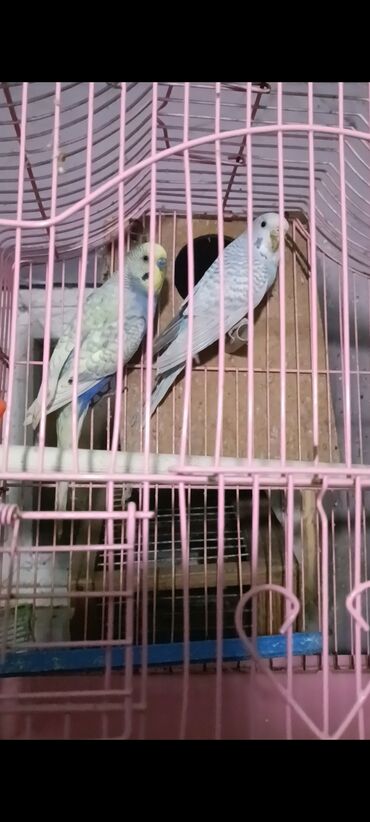 Tutuquşları: Salam hazir cut 2 defe bala almisam kocle baxli satiram hazir cut — 5