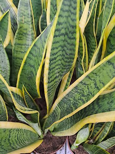 Ostale kućne biljke: Zamija sa prve slike je 800, Zamija sa druge je 1500, Chlorophytum sa — 11