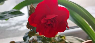 садовые и комнатные растения: Продаю комнатные цветы разные обращайтесь на вацап
