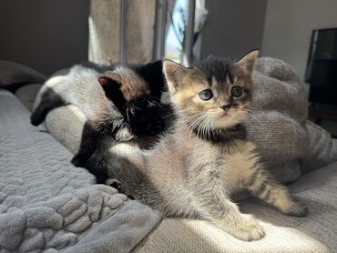 мейн кун бишкек питомник lyubushka купить котенка цена фото: Британская короткошёрстная, 1 месяц, Мальчик, Проглистована