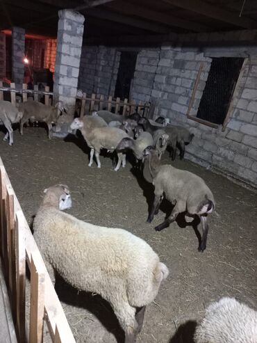 Quru ot və arpa. ilə. qidalanib 35 45. kq. arasi diri. çəkiləri var