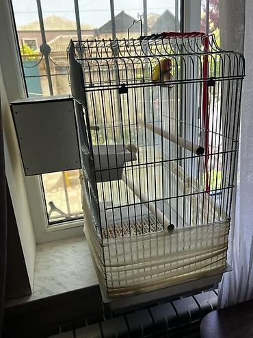 sevgi qusu: Məhsul: Sevgi tutuquşuları (Lovebird) cütü və qəfəs dəsti Təsvir: - — 3