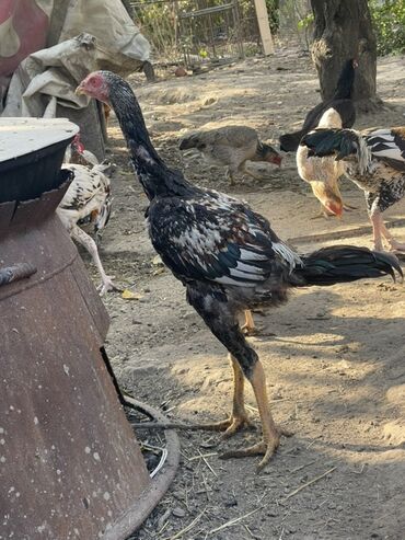 живые рыбы: Продаю | Петух | Бойцовая | Для разведения