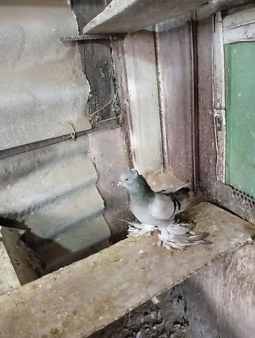 Птицы: Продаю молодых голубей 1 шт стоит пятьсот сом окончательно родители — 27