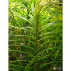 искусивенный газон: Цена: один кустик 7-8см, 200 сом