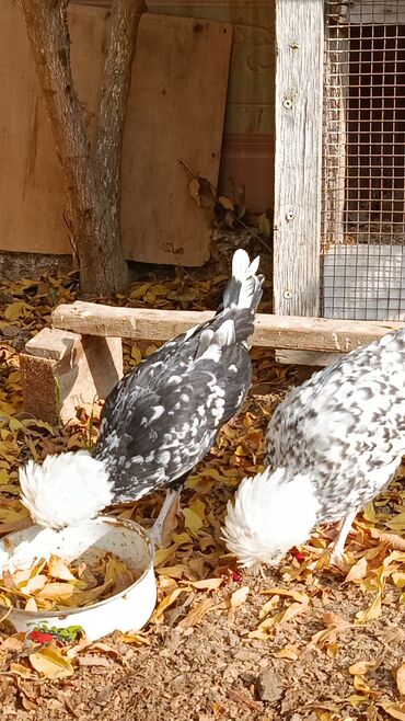 Toyuqlar: Toyuq, Yumurtalıq — 6