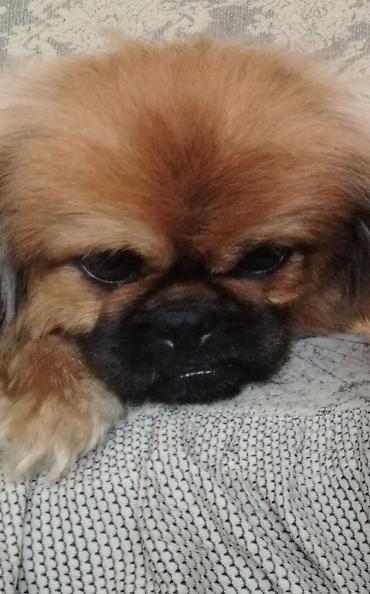 balaca it cinsləri: Pekines — 2