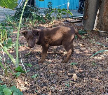 собака булдок: Ит бекер берилет: 3 айлык, Ургаачы