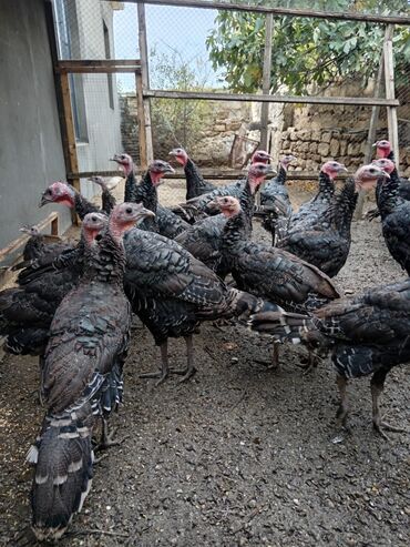 Digər quşlar: Allah herkesin xeyrini versin. Gördüyünüz oz qapinin hinduwkalarindan — 12