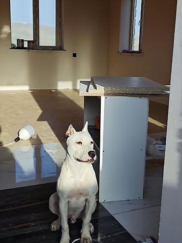 ən gözəl itlər: Pitbul, 6 ay, Erkək, Peyvəndli — 7