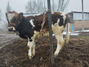Коровы, быки: Продаю | Музоо, торпок | Полукровка | На откорм | Привязанные — 2