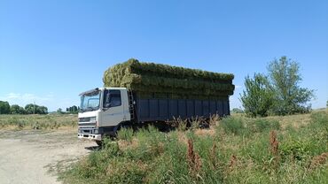 сколько стоит черепаха маленькая в бишкеке: Продаю Чистый Клевер 2кос Сухой Плотный Зелёный тюки Доставка есть