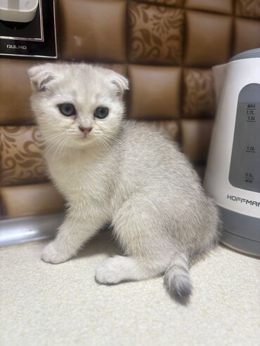 Pişiklər: Britan yastı qulaq, Erkək, Dişi, Yaxşı əllərə, Ünvandan götürmə, Pulsuz çatdırılma, Ödənişli çatdırılma — 81