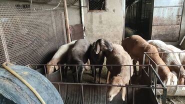 Бараны, овцы: Продаю | Овца (самка) | Полукровка, Арашан | На забой, Для разведения | Племенные, Матка