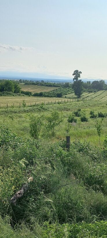 Torpaq sahələrinin satışı: Kənd təsərrüfatı — 24