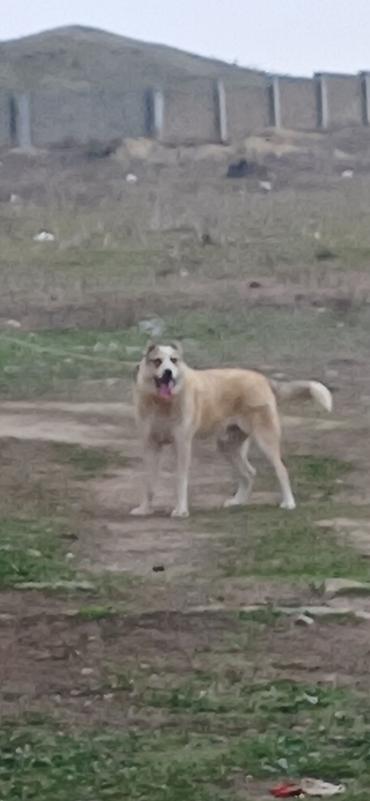 İtlər: Qurdbasar, 3 il, Erkek — 6