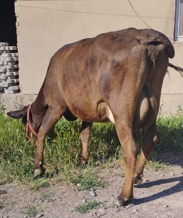 продаю коз: Продаю | Корова (самка) | Алатауская | На забой, Для молока
