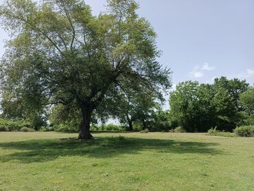 Torpaq sahələrinin satışı: 12 sot, Tikinti, Mülkiyyətçi, Kupça (Çıxarış) — 9
