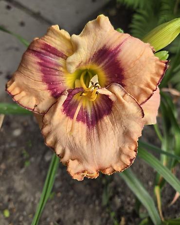 сирень цветы: Лилейник (Hemerocallis), садовая многолетняя форма. Описание: - — 1