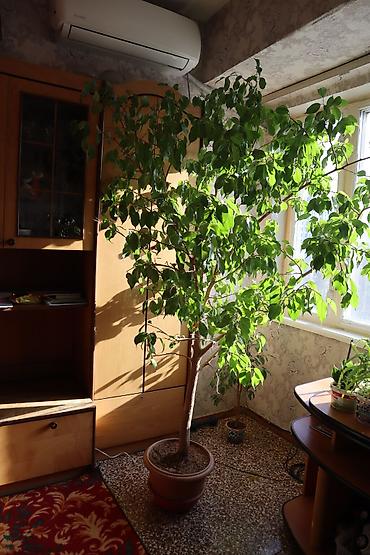 фикус большой: Фикус Бенджамина, крупное комнатное дерево в горшке. - Высота — 3