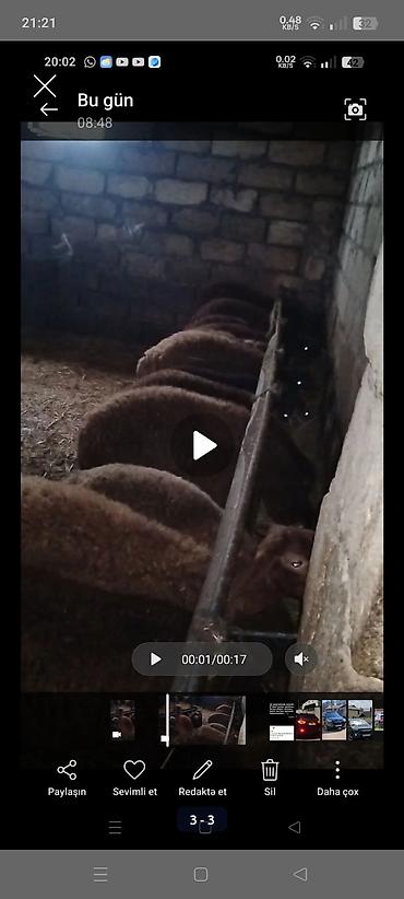 halep kecisi satilir: Əmlik quzu satlir diri cekisi 9 manatnan 12 13 14 kiloluq temiz etleri — 1