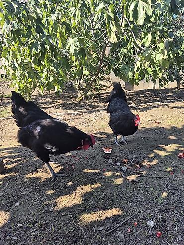 Toyuq, Australorp, Damazlıq lalafo.az -da Toyuq, Australorp, Damazlıq
