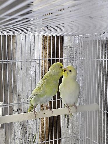 поставщики корма для животных оптом: Волнистые попугаи – пара - Окрас: нежно‑зеленый с желтыми масками — 3
