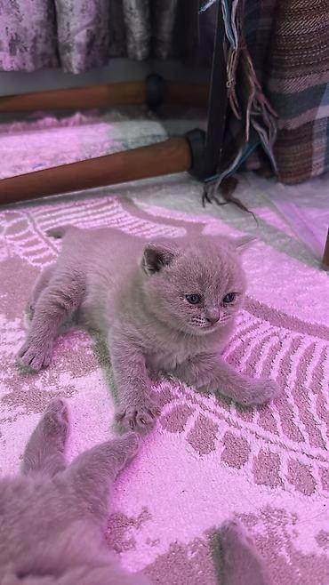 Pişiklər: Britan — 1