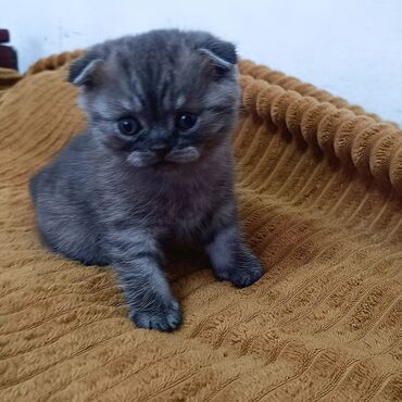 купить персидского кота: Продается шотландский котенок скоттиш фолд. Девочка приучена к лотку